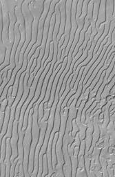 Some portions of the martian south polar residual cap have long, somewhat curved troughs instead of circular pits. This image was captured by NASA's Mars Global Surveyor (MGS) on Aug. 4, 1999.