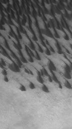 NASA's Mars Global Surveyor shows dark, windblown sand dunes on the floor of Brashear Crater in the southern hemisphere of Mars.
