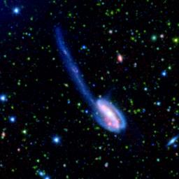 The Tadpole galaxy is the result of a recent galactic interaction in the local universe. These spectacular images were taken by NASA's Spitzer Wide-area Infrared Extragalactic (SWIRE) Legacy project.