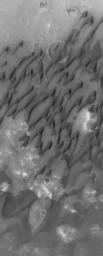 NASA's Mars Global Surveyor shows dark-toned sand dunes on the floor of the large martian impact crater, Herschel, located in the Terra Cimmeria region of Mars.
