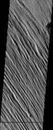 The wind-sculpted yardangs in this scene from NASA's Mars Odyssey spacecraft are part of the Medusae Fossae Formation, a regionally extensive geologic unit that probably was produced from the accumulation of volcanic ash.
