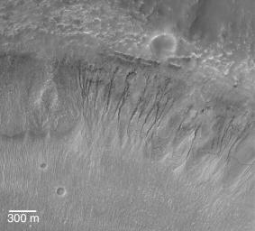 NASA's Mars Global Surveyor shows southern middle-latitude gullies cut into the wall of an impact crater on Mars. Gullies might indicate that groundwater seeped to the surface and ran down these slopes.