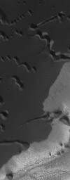 NASA's Mars Global Surveyor shows sand dunes in the north polar region of Mars, as they appeared during northern summer in December 2004.