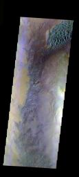 This false-color image from NASA's Mars Odyssey spacecraft shows part of the interior of Moreux Crater on Mars. The crater peak is at the right edge of the image. Many dunes and a dunefield are also evident.