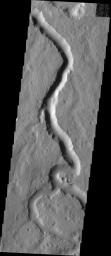 This image from NASA's Mars Odyssey spacecraft shows Scamander Vallis on Mars which contains several tributaries entering the main channel.