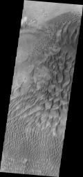 This image from NASA's Mars Odyssey shows part of the large dune field located on the floor of Russell Crater on Mars.