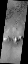 This image from NASA's Mars Odyssey shows individual dunes forming a dune field on the floor of Arkhangelsky Crater.