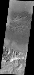 This image from NASA's Mars Odyssey shows individual dunes comprising this dune field located on the floor of Herschel Crater.