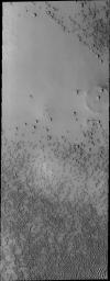 This image from NASA's Mars Odyssey shows a region of dunes near Mars' north polar cap that are individual dune forms.