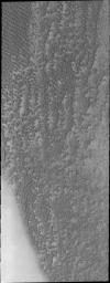This image from NASA's Mars Odyssey shows a small part of Mars' north polar sand sea, or erg. In this region individual dunes are coalescing into large dune groups.