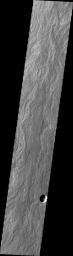 This image from NASA's Mars Odyssey shows extensive lava flows from Arsia Mons which make up Daedalia Planum. These are some of the most recent lava flows and the surface texture is still readily visible.
