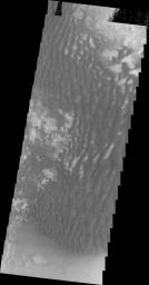 Dark dunes on Mars are seen in this image as seen by NASA's Mars Odyssey spacecraft.