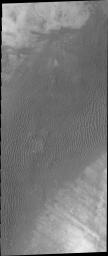 This image from NASA's Mars Odyssey shows a dune field located on the plains of Terra Cimmeria on Mars.