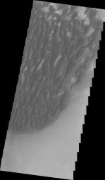 This image from NASA's Mars Odyssey shows part of the dune field located on the floor of Kaiser Crater on Mars.