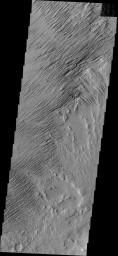 Eroded by countless years of wind action, the material in this region of Zephyria Planum is being sculpted into yardangs -- long, thin hills separated by narrow valleys. This image was captured by NASA's Mars Odyssey.