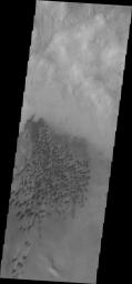 The dunes in this image from NASA's Mars Odyssey are located on the floor of Arkhangelsky Crater.