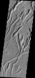 The many channels in this image captured by NASA's 2001 Mars Odyssey spacecraft are volcanic collapse features on the southern flank of Ascraeus Mons.