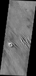 The wind eroded material in this image from NASA's 2001 Mars Odyssey spacecraft are located just north of Amazonis Mensa.