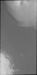The dunes in this image from NASA's Mars Odyssey spacecraft are part of a large dune field called Olympia Undae, which surrounds part of Mars' north polar cap.