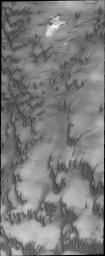 The dunes in this image from NASA's Mars Odyssey spacecraft are part of the dune field that encircles a large portion of Mars' northern pole. Less sand available in this region of the dune field, resulting in individual dunes.