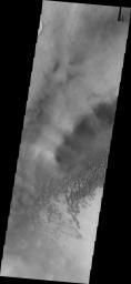 This image captured by NASA's 2001 Mars Odyssey spacecraft shows part of the dune field on the floor of Brashear Crater.