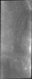 This image from NASA's 2001 Mars Odyssey spacecraft shows part of a dune field near the north polar cap. This is not Olympia Undae, the largest dune field near the north polar cap, but is rather a portion of a smaller dune field further to the east.