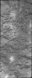This image from NASA's 2001 Mars Odyssey spacecraft shows a part of Olympia Undae, the largest dune field near the north polar cap. In this region, the dunes are spaced far enough apart to show the detail of the surface they are moving across.