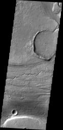 The channels, both large and small, in this image from NASA's 2001 Mars Odyssey spacecraft are part of Kasei Valles near its terminus in Chryse Planitia.