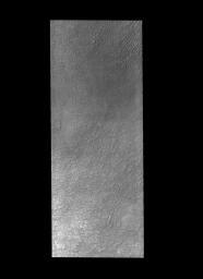 This image from NASA's Mars Odyssey spacecraft shows some of the dunes that are located near the north polar cap. This region of dunes is part of Siton Undae.