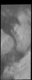 This image from NASA's 2001 Mars Odyssey spacecraft shows dunes forming in the lower elevations of part of Olympia Undae on Mars.