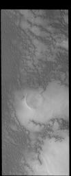 This image from NASA's 2001 Mars Odyssey spacecraft shows more north polar dunes. If you compare multiple dune images, you will see that the dunes can take different forms and cover different amounts of the plains.