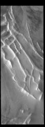 This image captured by NASA's 2001 Mars Odyssey spacecraft shows a portion of Angustus Labyrinthus on Mars.