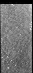 This image captured by NASA's 2001 Mars Odyssey spacecraft shows a small portion of Olympia Undae, a large dune field located near the north polar cap.