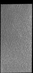 This image captured by NASA's 2001 Mars Odyssey spacecraft shows a small portion of Olympia Undae, the largest of the many dune fields surrounding the north polar cap.
