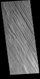 This image captured by NASA's 2001 Mars Odyssey spacecraft shows some of the extensive wind etched terrain in Memnonia Sulci, located south west of Olympus Mons.