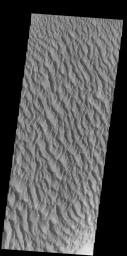 This image captured by NASA's 2001 Mars Odyssey spacecraft shows the large dune field located on the floor of Proctor Crater in Noachis Terra.
