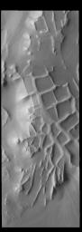 The ridges in this image captured by NASA's 2001 Mars Odyssey spacecraft are part of Angustus Labyrinthus.