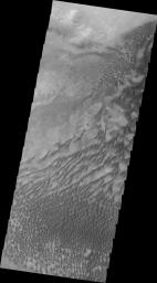 This image captured by NASA's 2001 Mars Odyssey spacecraft shows the western part of the dune field on the floor of Russell Crater.