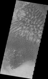 This image captured by NASA's 2001 Mars Odyssey spacecraft shows part of the dune field just south of the large sand ridge - which is visible on the very top of the image.