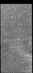 This image captured by NASA's 2001 Mars Odyssey spacecraft shows a small portion of Olympia Undae, a huge dune field that surrounds part of the north polar cap. This image was taken during summer and there is no frost on the dune forms.