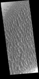 This image from NASA's Mars Odyssey shows part of the extensive dune field on the floor of Proctor Crater. Proctor Crater is located in Noachis Terra.