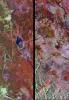 These radar images from NASA's Spaceborne Imaging Radar-C/X-band Synthetic Aperture Radar show two segments of the Great Wall of China in a desert region of north-central China, about 700 kilometers (434 miles) west of Beijing.