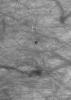 NASA's Mars Global Surveyor shows a dust devil producing a track among dozens of other, preexisting streaks on a dusty, south middle-latitude plain on Mars.