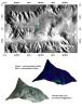 Interior Layered Deposits in Tithonium Chasma Reveal Diverse Compositions