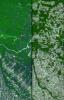 Dense green vegetation gives way to pale fields in these satellite images of deforestation in Brazil's Amazon rainforest. This image is from NASA's Terra satellite.