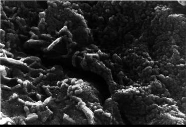 This electron microscope image shows extremely tiny tubular structures that are possible microscopic fossils of bacteria-like organisms that may have lived on Mars more than 3.6 billion years ago.