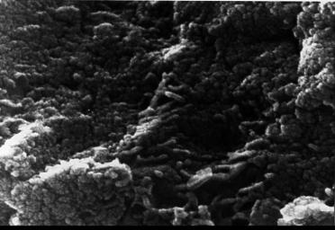 This electron microscope image shows tubular structures of likely Martian origin. These structures are very similar in size and shape to extremely tiny microfossils found in some Earth rocks.