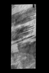These bright and dark windstreaks are located in the plains surrounding the north polar cap on Mars as seen by NASA's Mars Odyssey spacecraft.