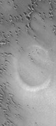 This image from NASA's Mars Global Surveyor shows a partially-buried crater in the north polar region of Mars. A circular feature is surrounded and partly overlain by some of the many, many sand dunes in the area. 
