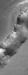NASA's Mars Global Surveyor shows a trough formed of coalesced collapse pits in the Tractus Catena region of northern Tharsis, Mars.